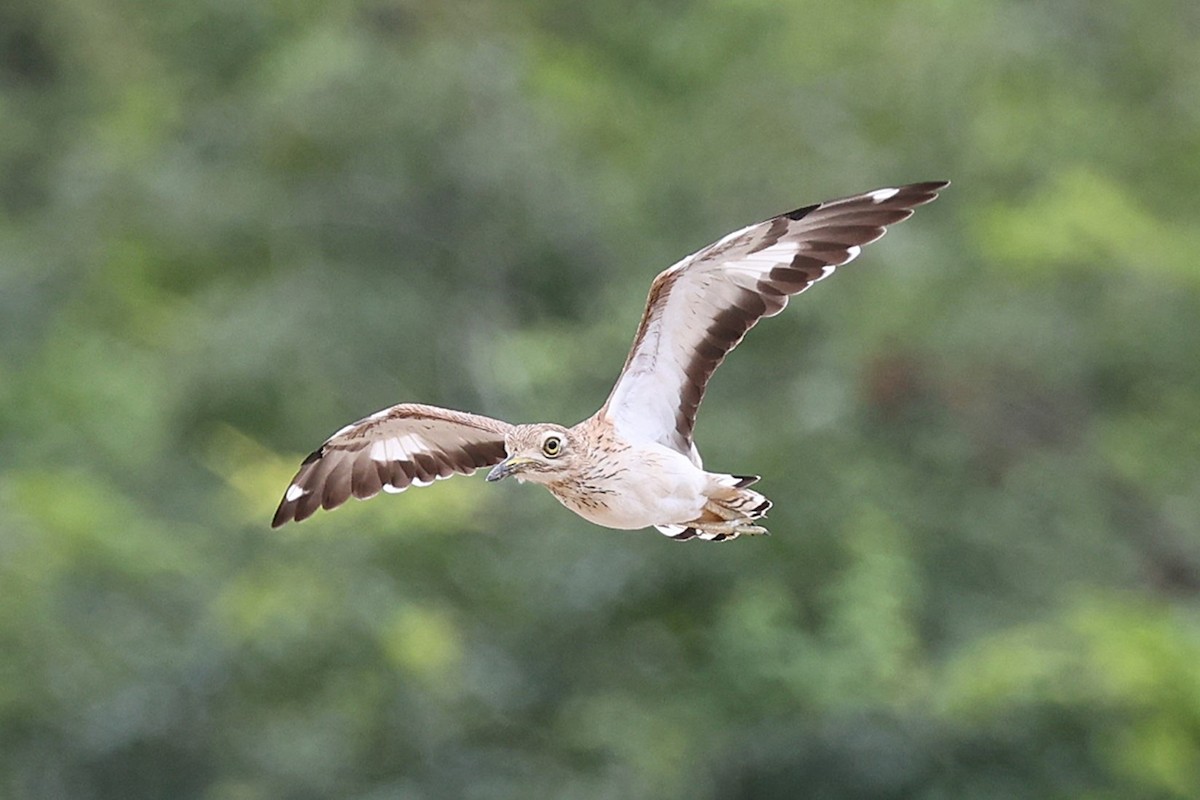 Лежень річковий - ML643355637