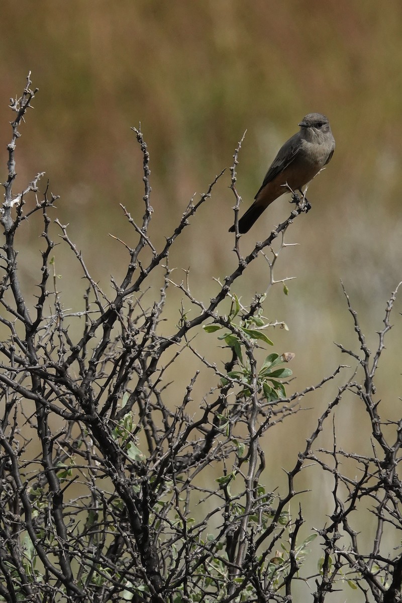 Say's Phoebe - ML643355646