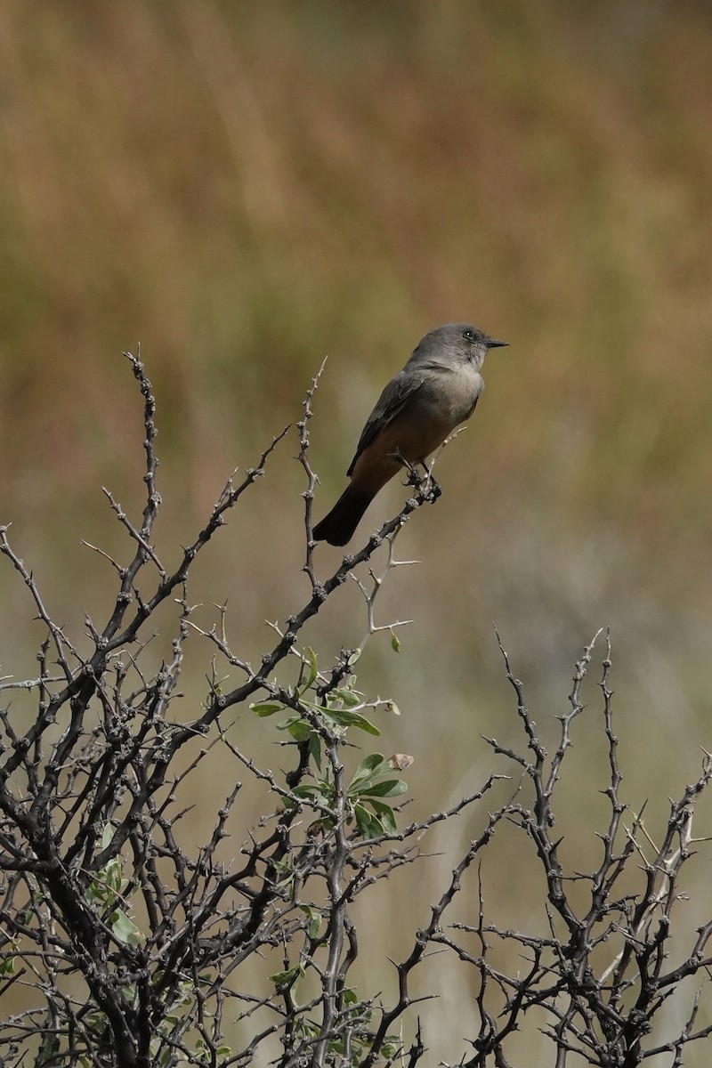 Say's Phoebe - ML643355647