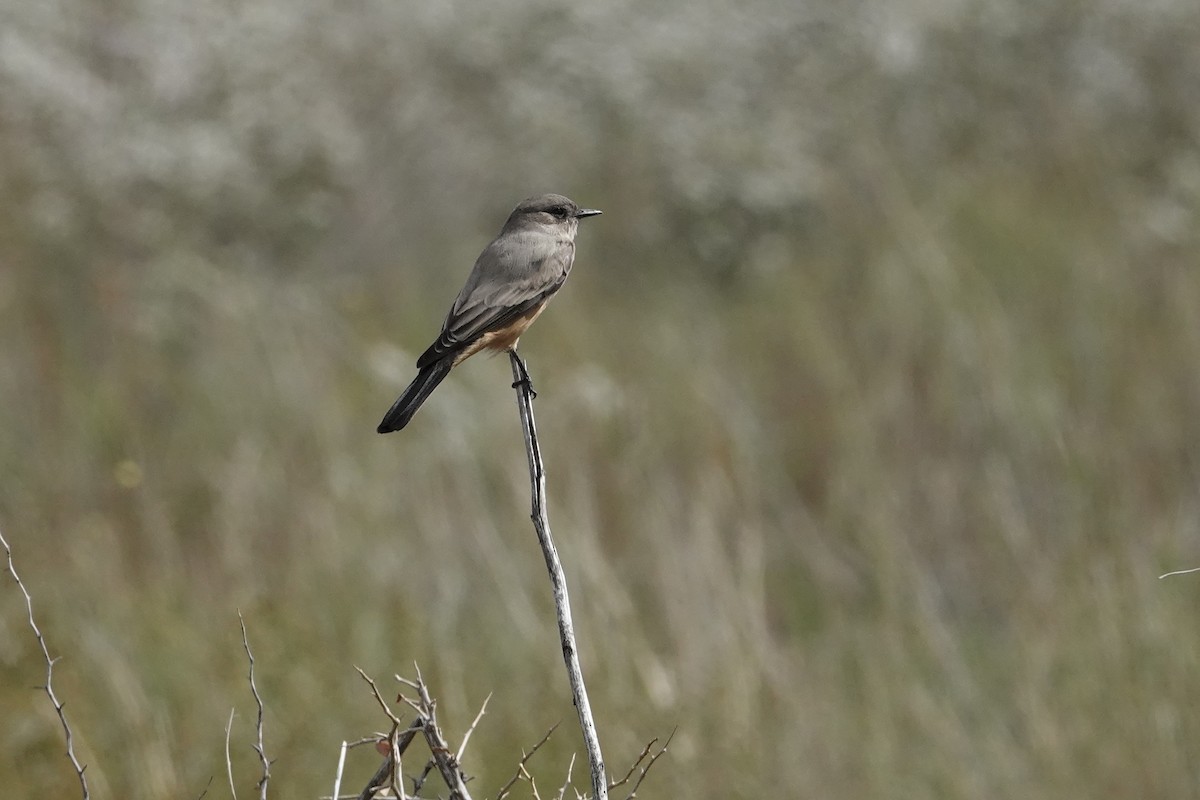Say's Phoebe - ML643355648