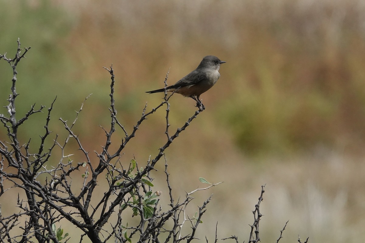Say's Phoebe - ML643355649