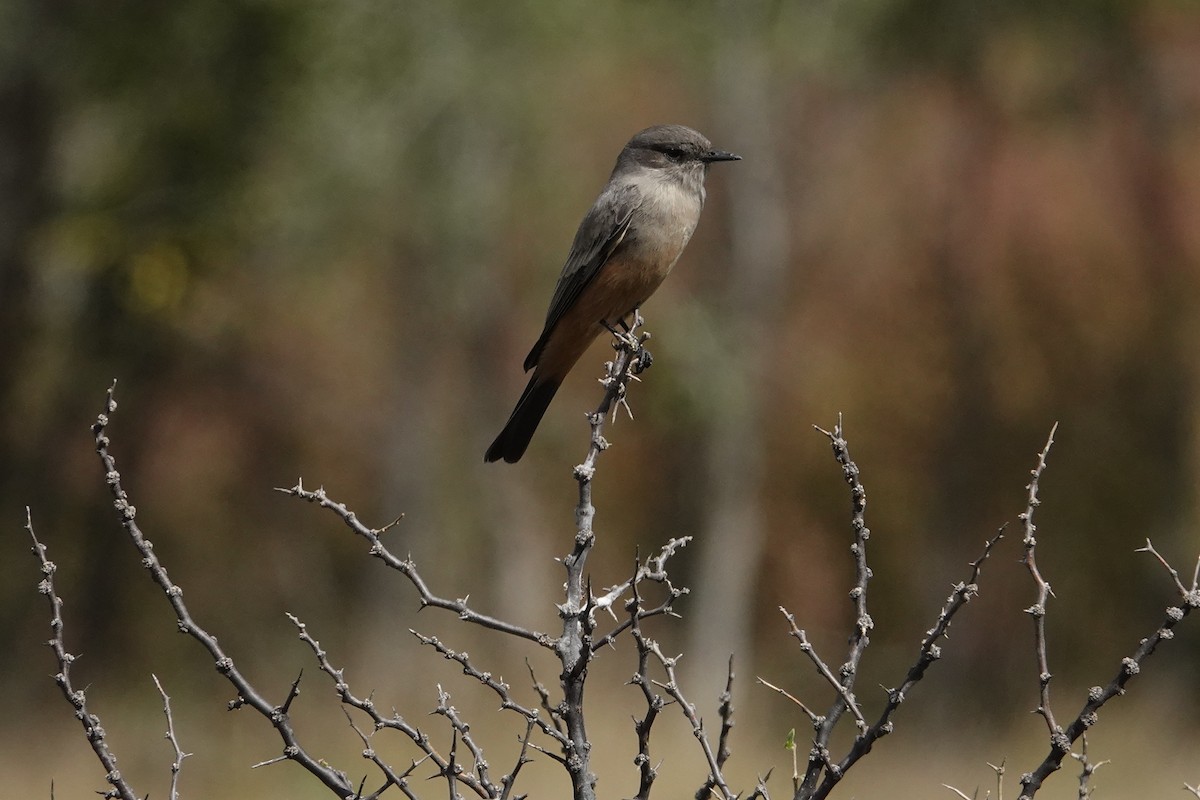 Say's Phoebe - ML643355650