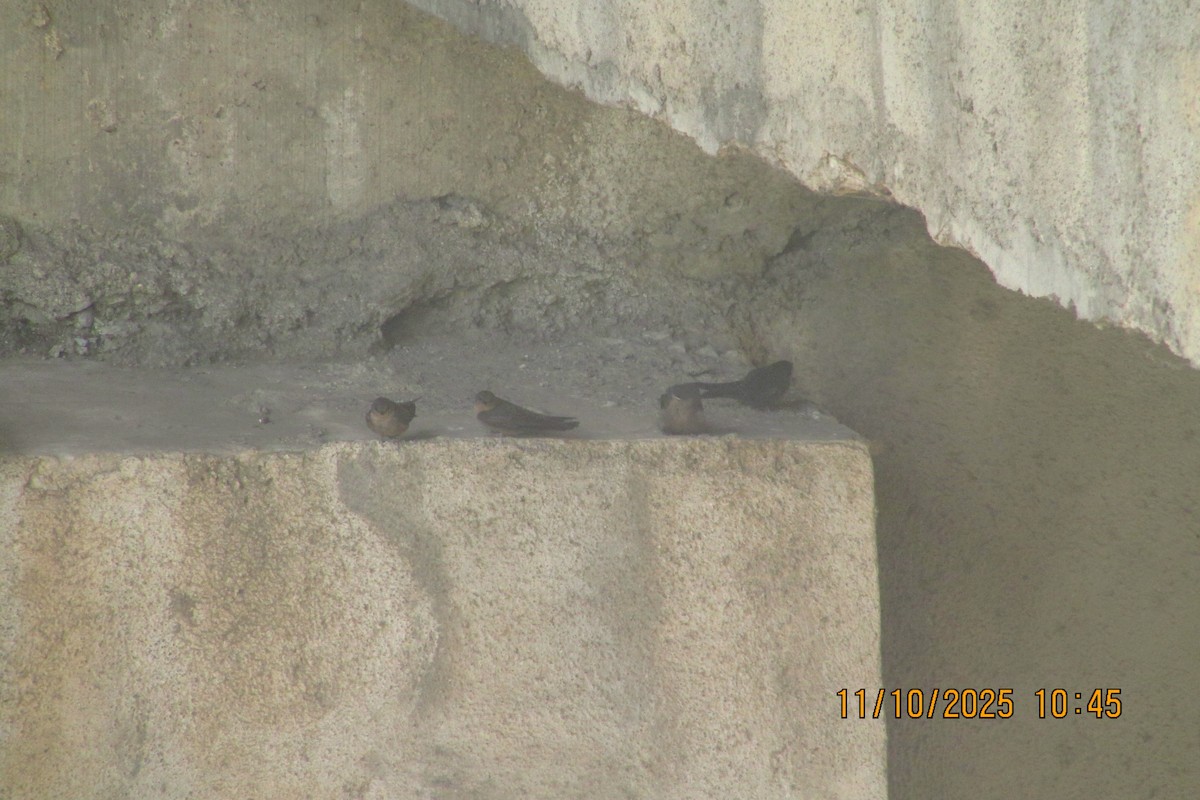 Dusky Crag-Martin - ML643355658