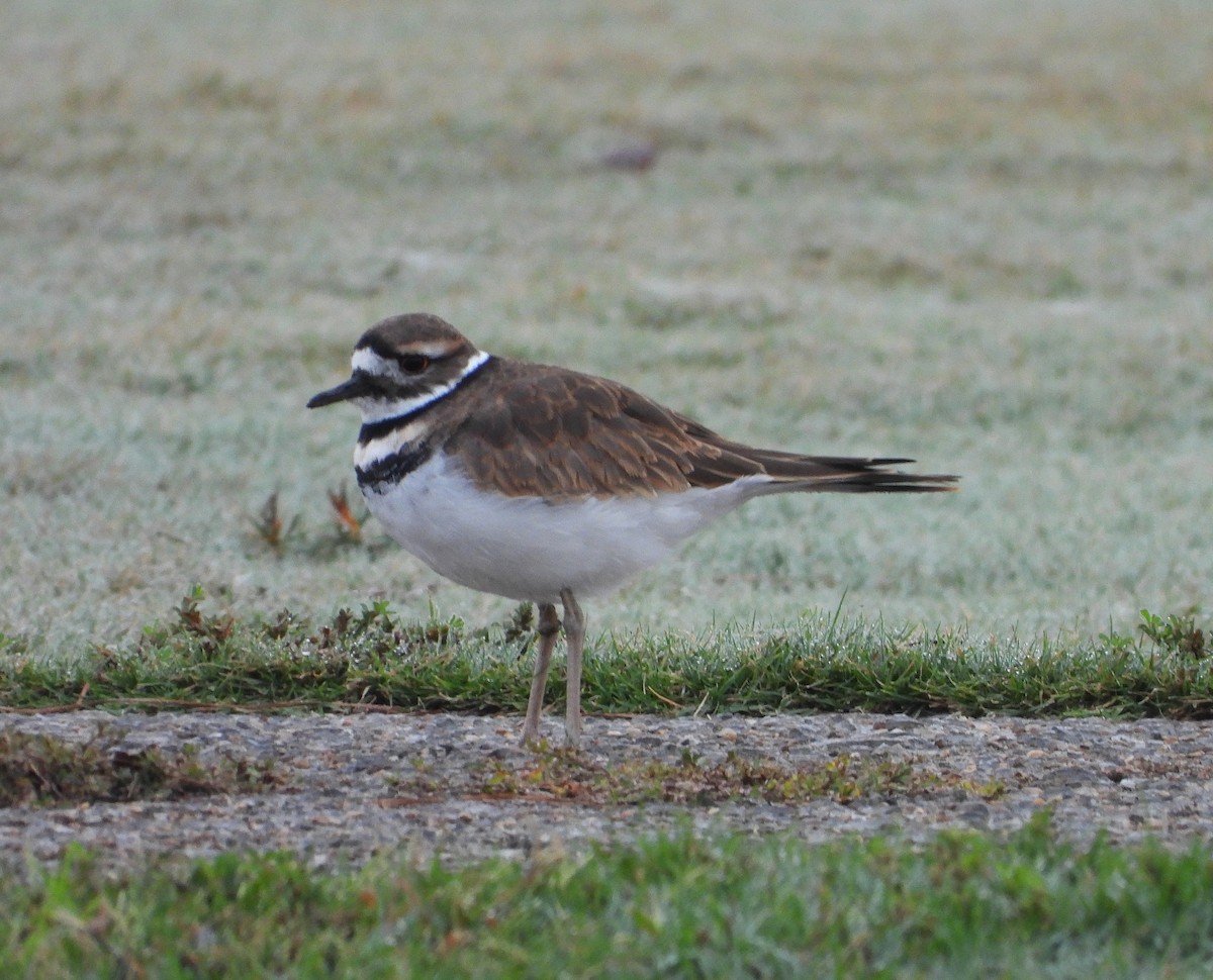 Пісочник крикливий - ML643355675