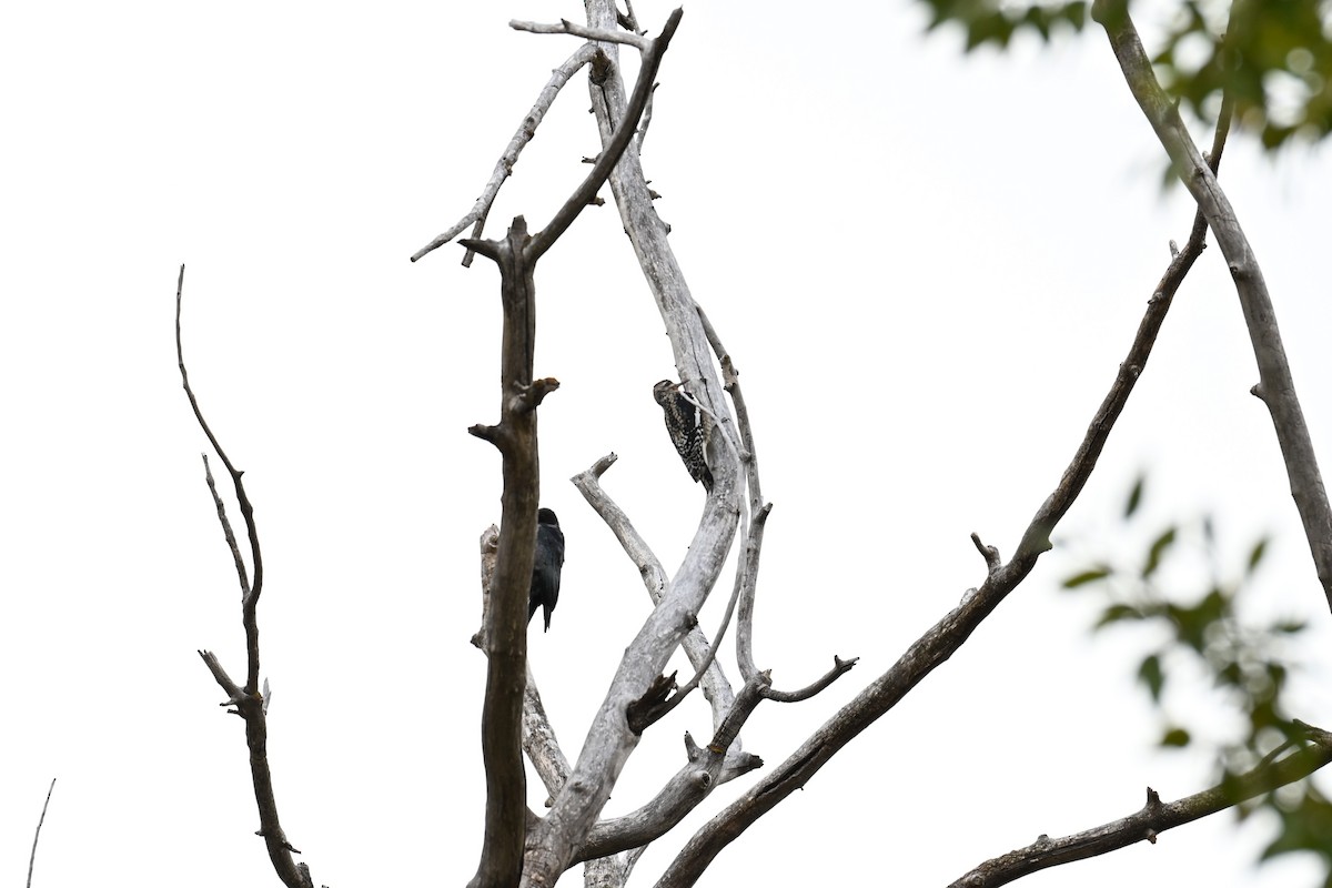 sapsucker sp. - ML643355678