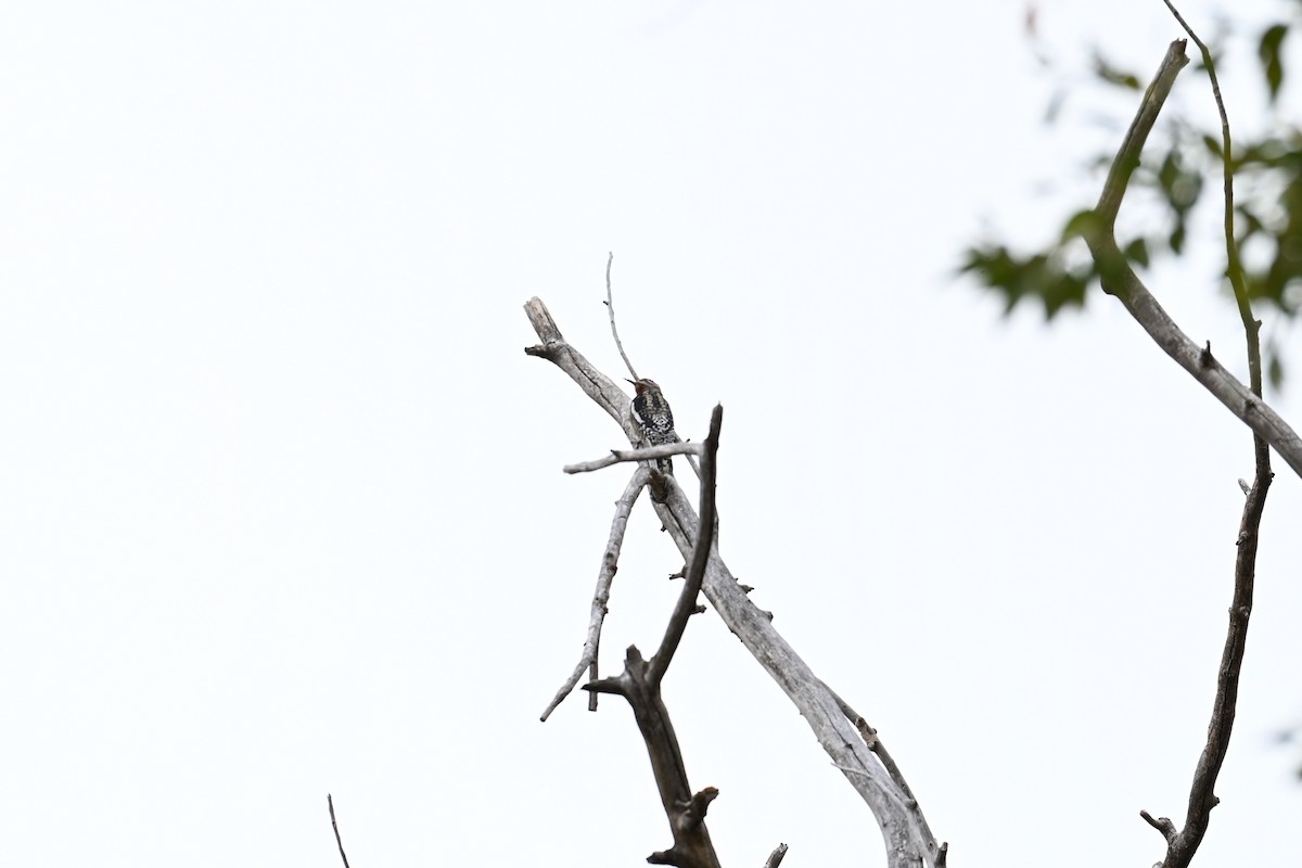 sapsucker sp. - ML643355688