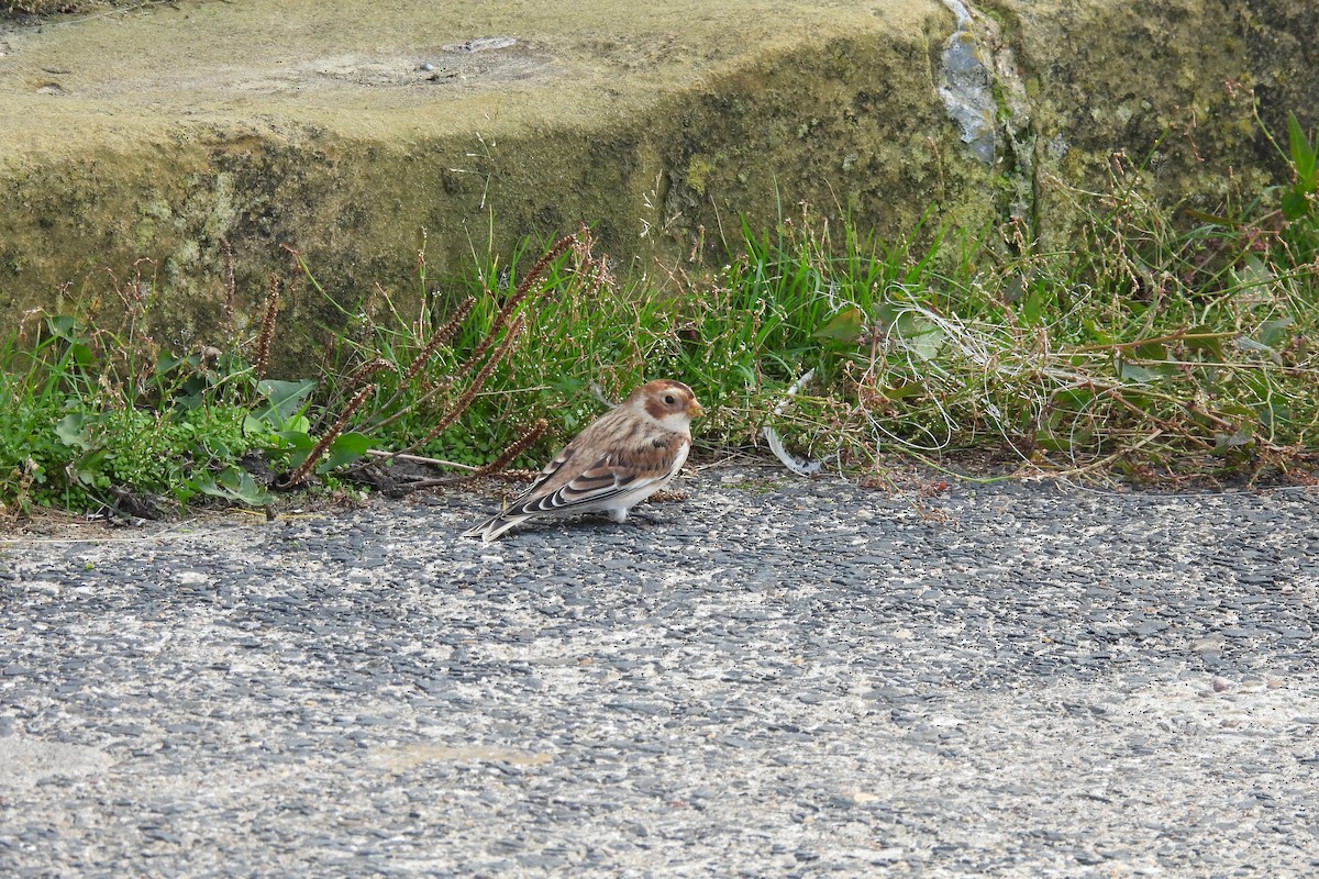 Snow Bunting - ML643355693