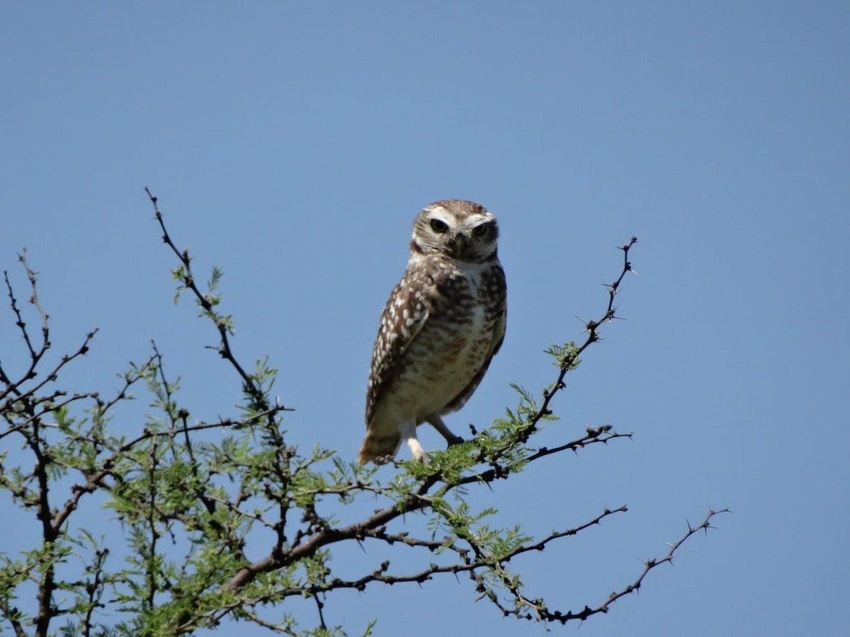 Burrowing Owl - ML643355697