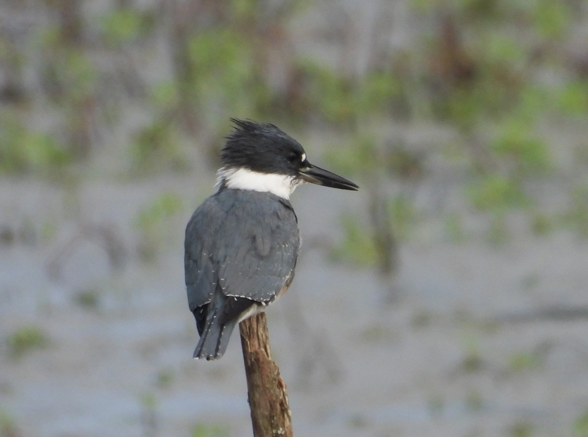 Рибалочка-чубань північний - ML643355698