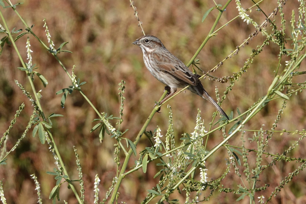 Song Sparrow - ML643355701