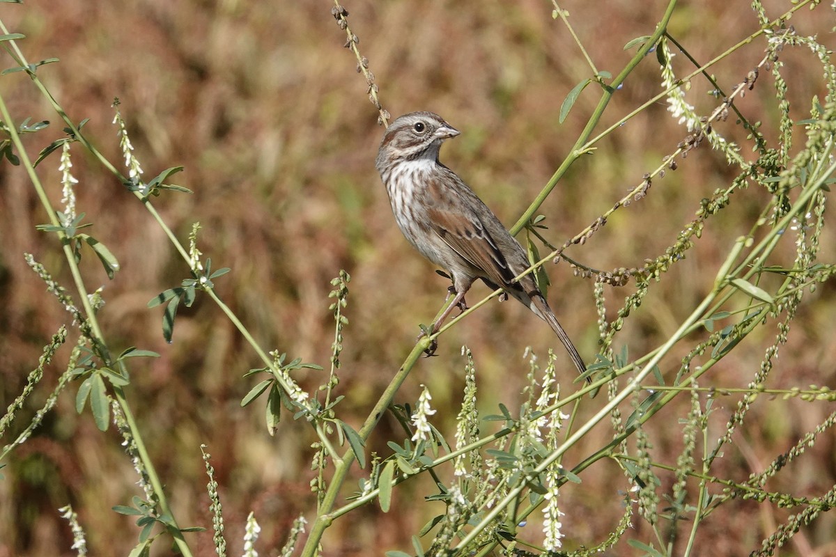 Song Sparrow - ML643355702