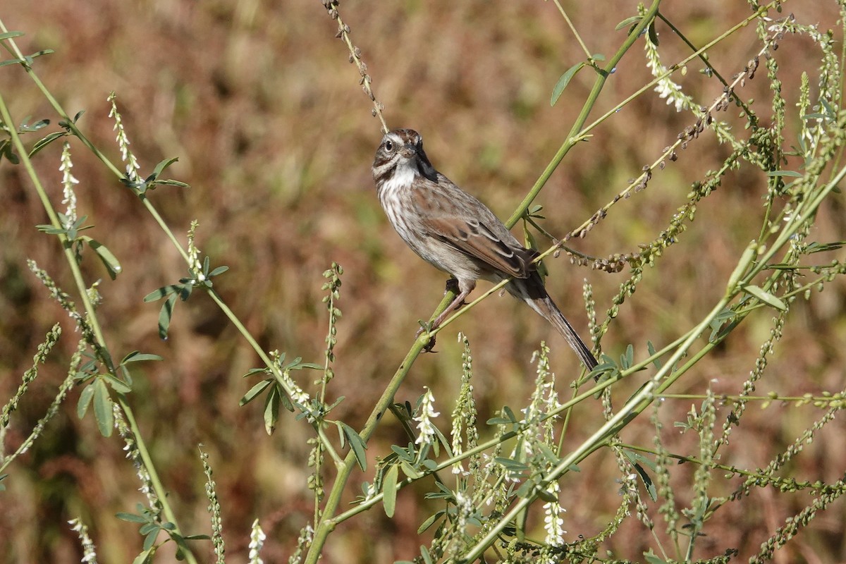 Song Sparrow - ML643355703