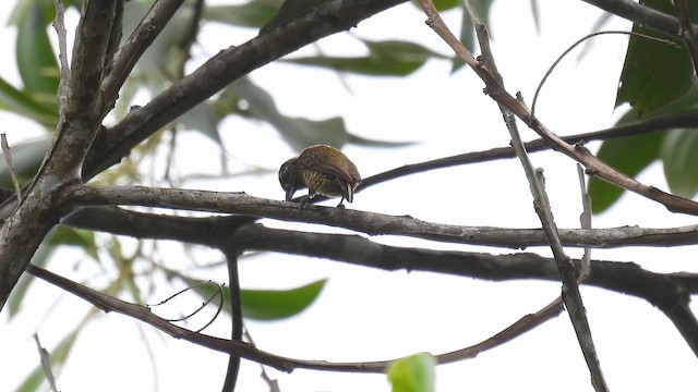 Golden-spangled Piculet (Buffon's) - ML643355708