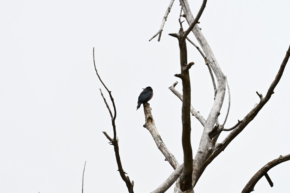 Lewis's Woodpecker - ML643355713
