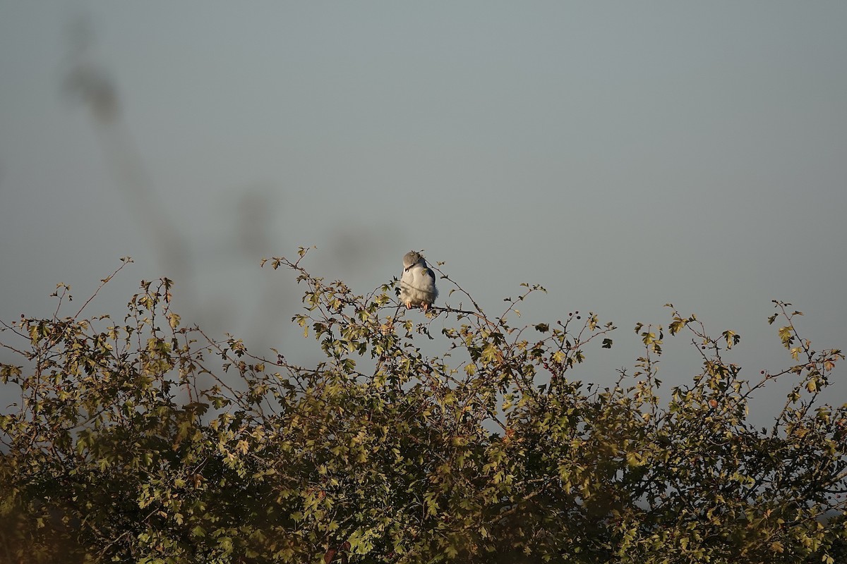 Black-winged Kite - ML643355720