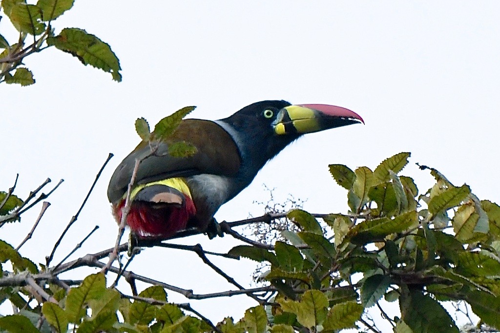 Gray-breasted Mountain-Toucan - ML643355721