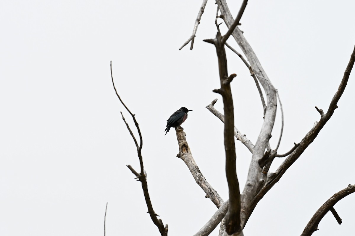 Lewis's Woodpecker - ML643355722