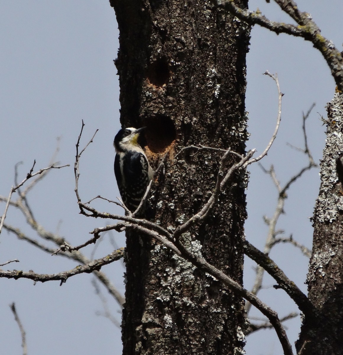 White-fronted Woodpecker - ML643355730