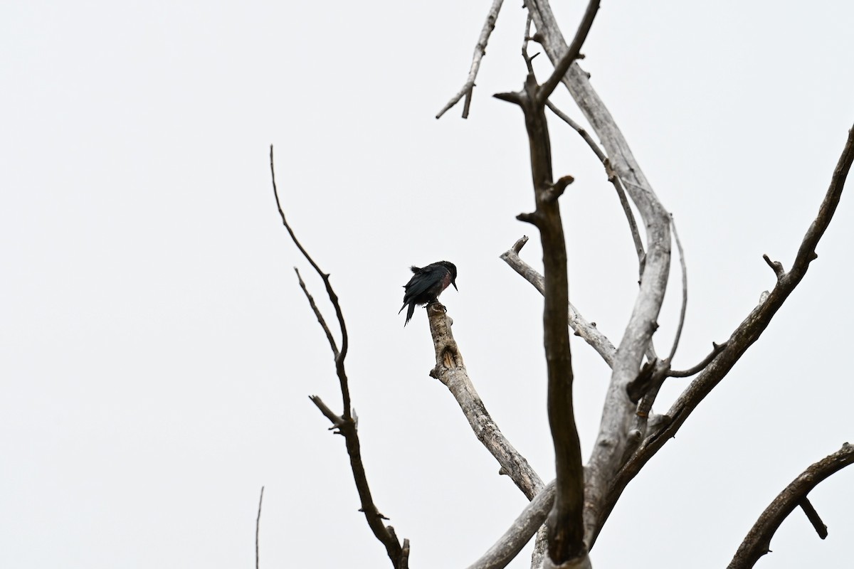 Lewis's Woodpecker - ML643355731