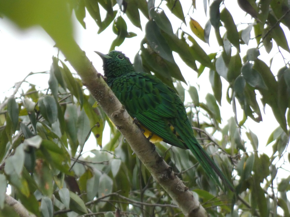 African Emerald Cuckoo - ML643355733