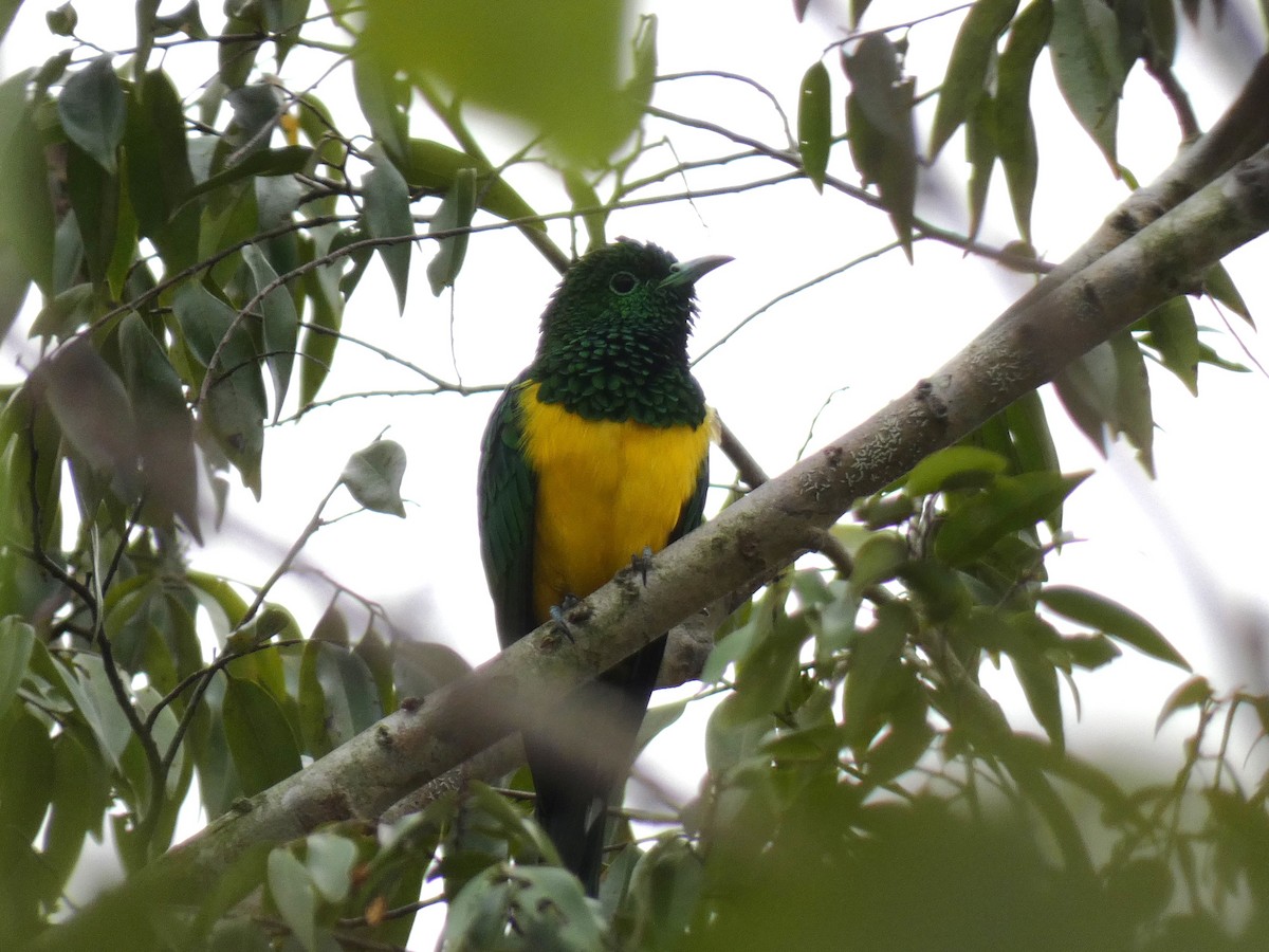 African Emerald Cuckoo - ML643355734
