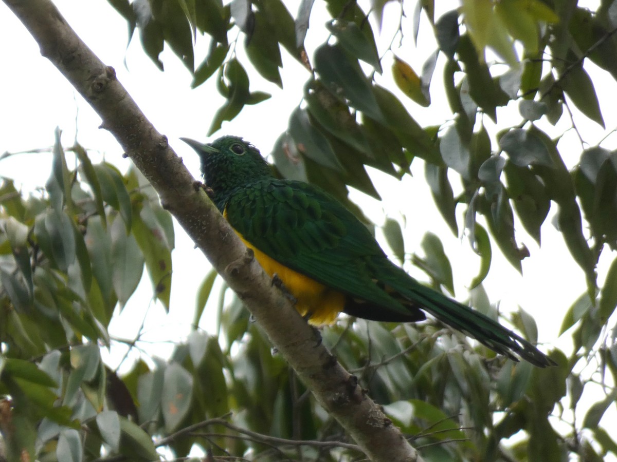 African Emerald Cuckoo - ML643355735