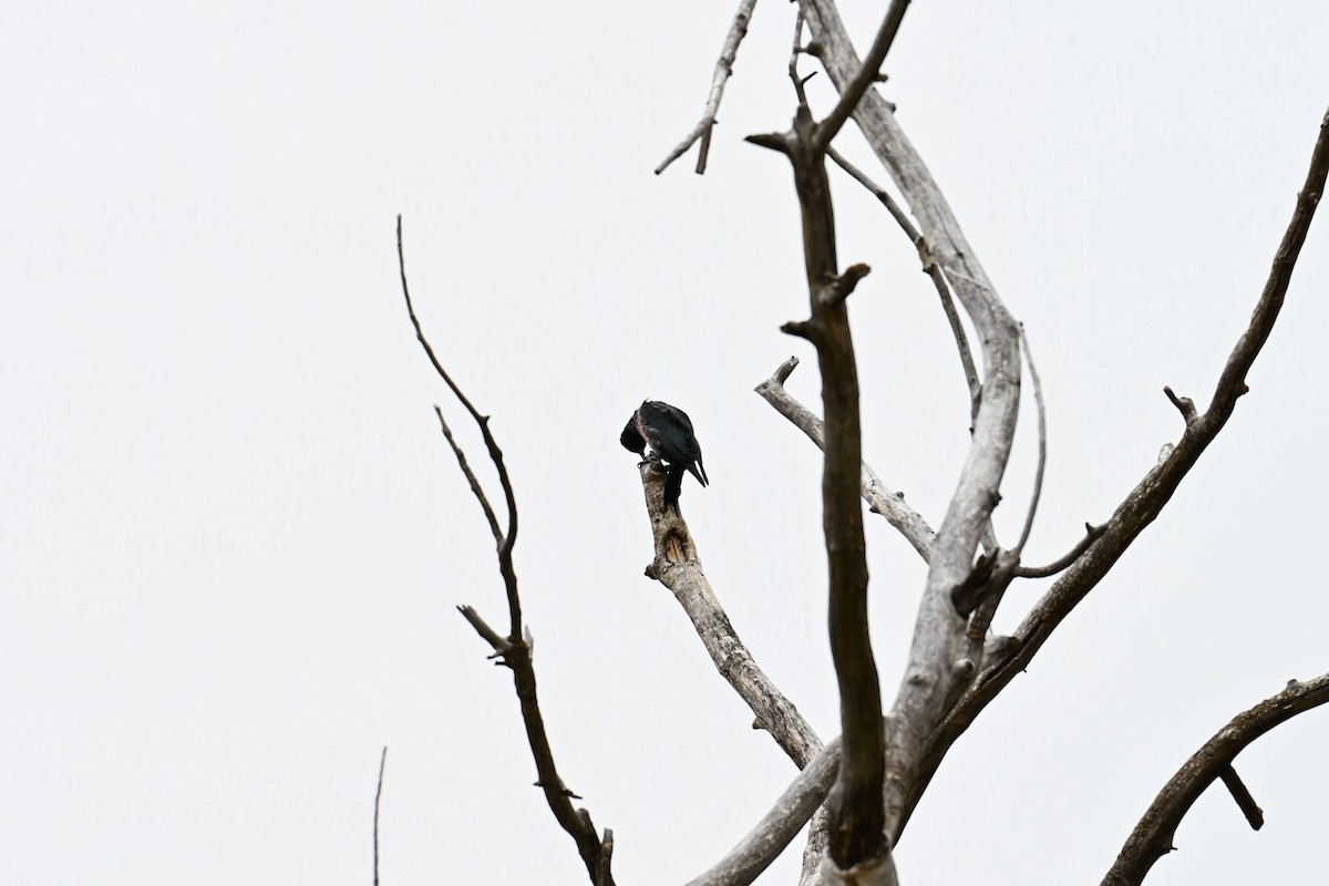 Lewis's Woodpecker - ML643355738
