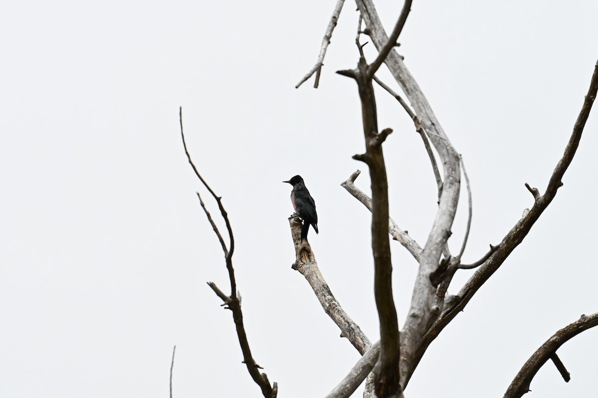Lewis's Woodpecker - ML643355741
