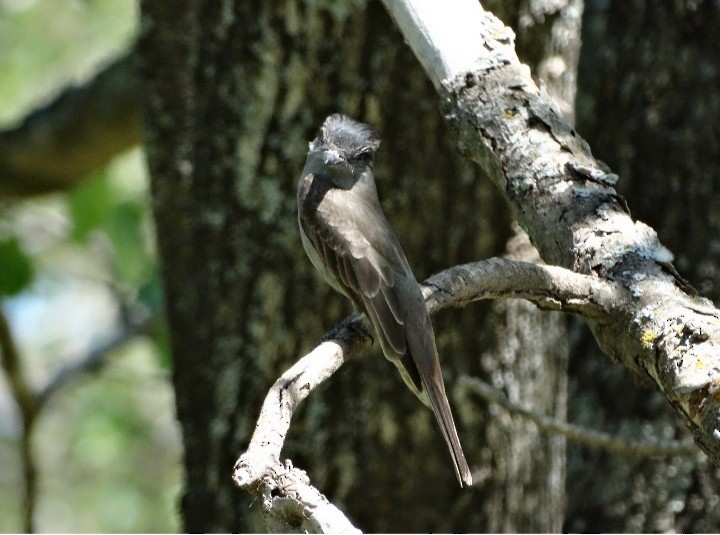 Crowned Slaty Flycatcher - ML643355756