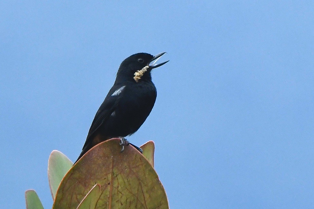 Barthakenschnabel - ML643355762