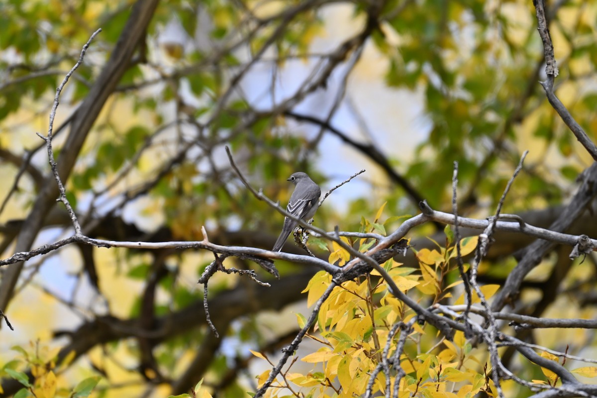 Townsend's Solitaire - ML643355763