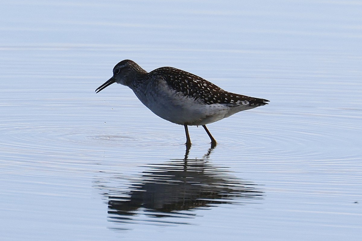 Wood Sandpiper - ML643355773
