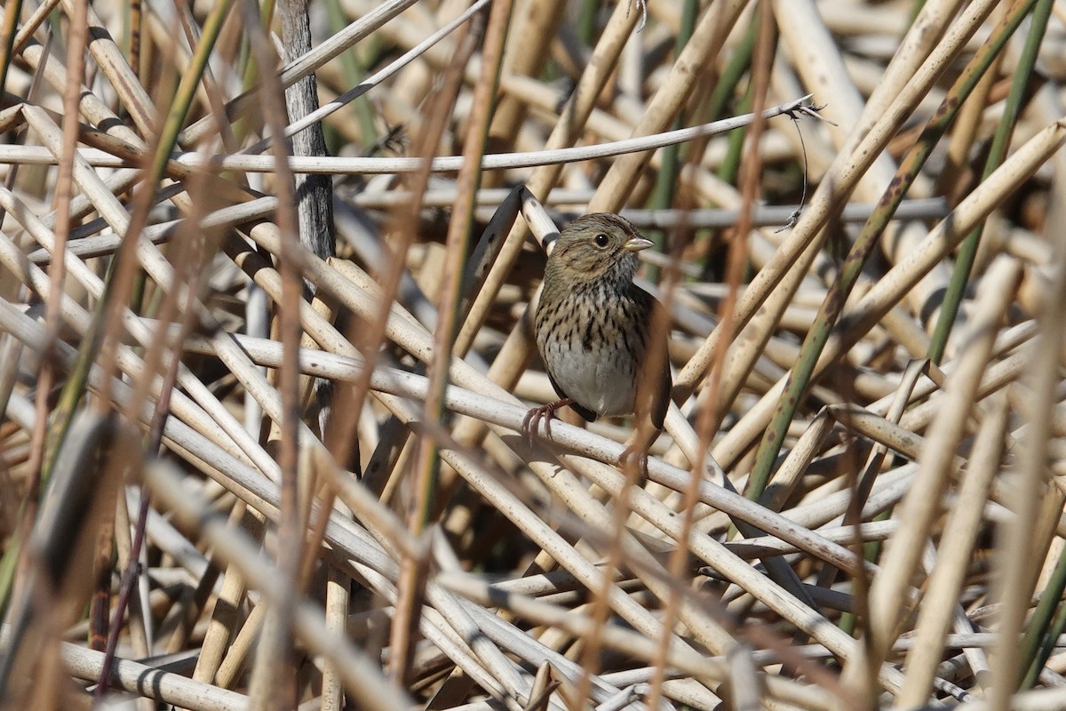 Lincoln's Sparrow - ML643355781