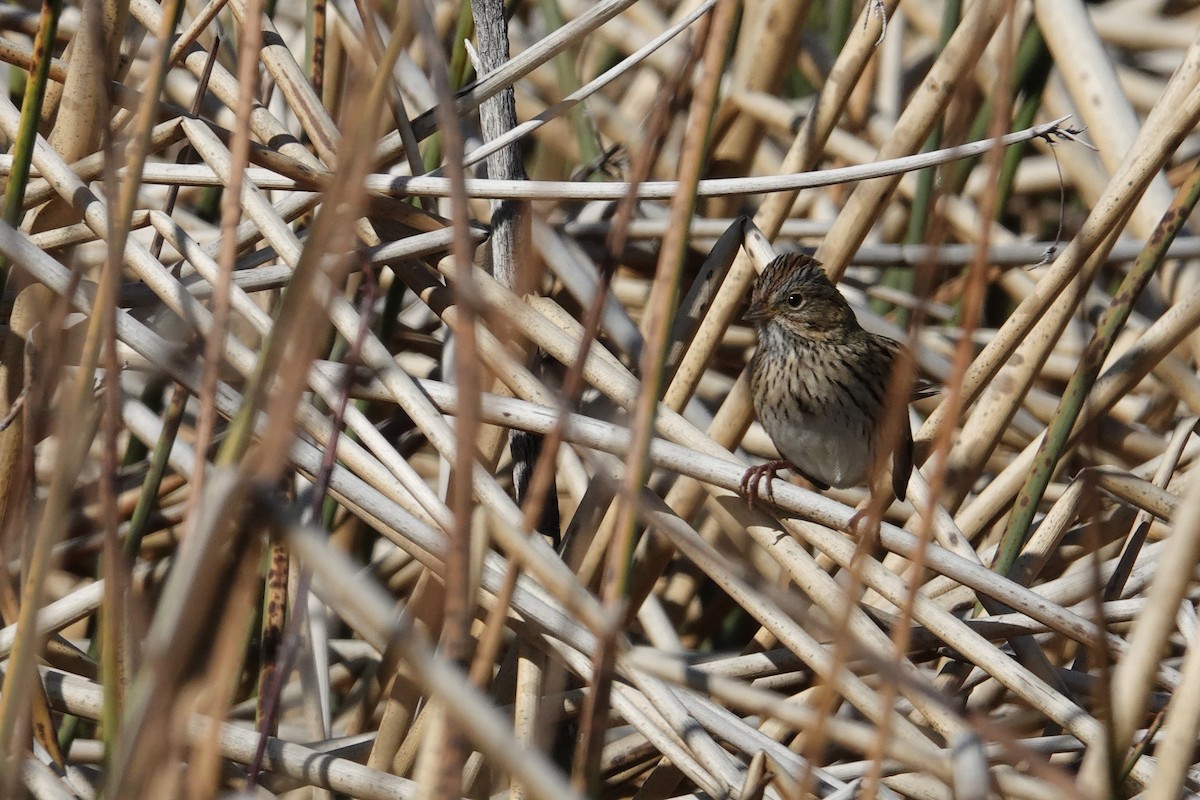 Lincoln's Sparrow - ML643355782