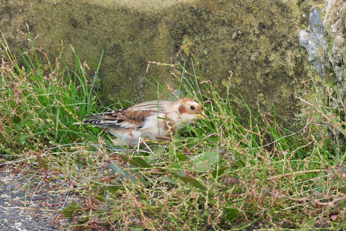 Snow Bunting - ML643355784