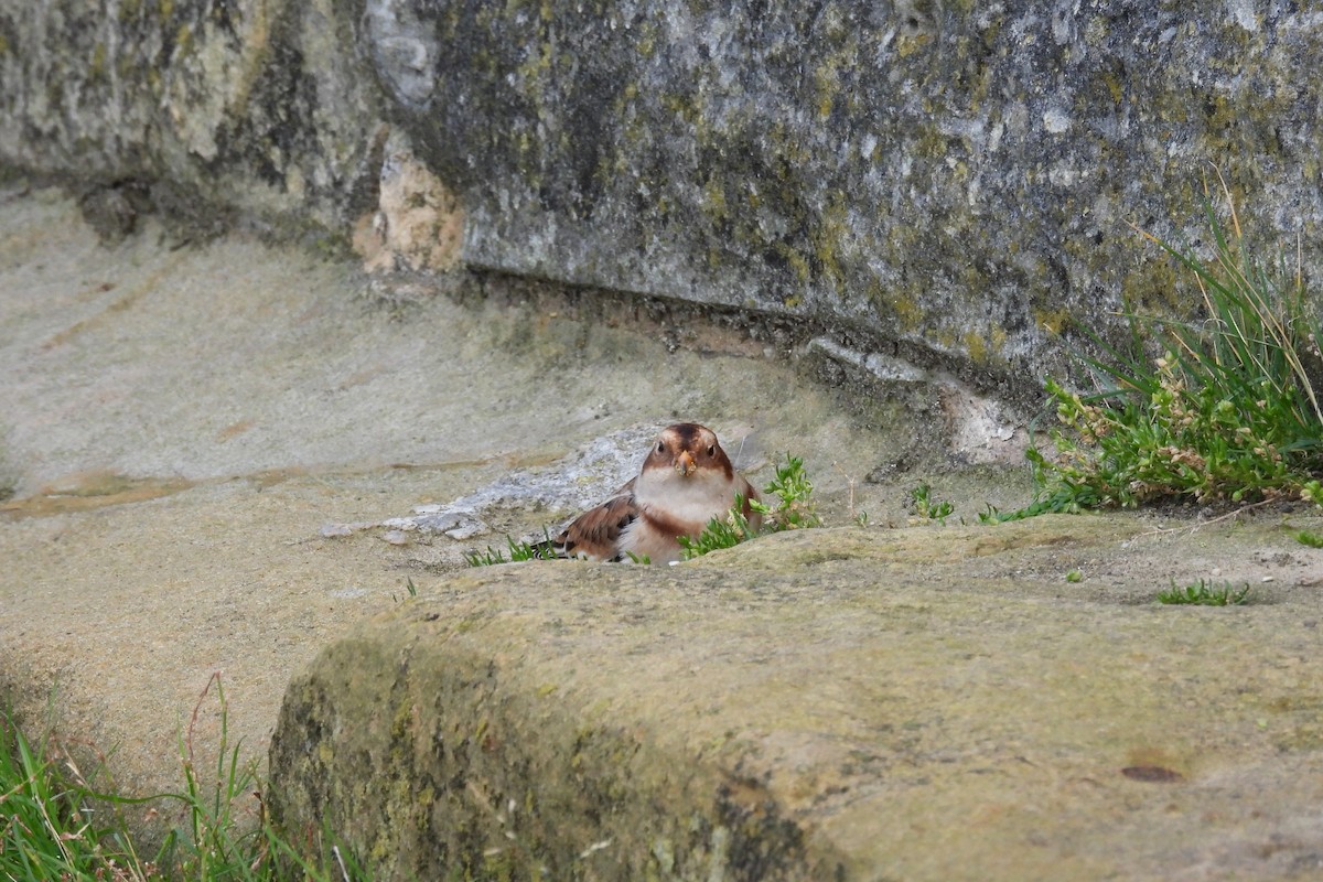 Snow Bunting - ML643355785