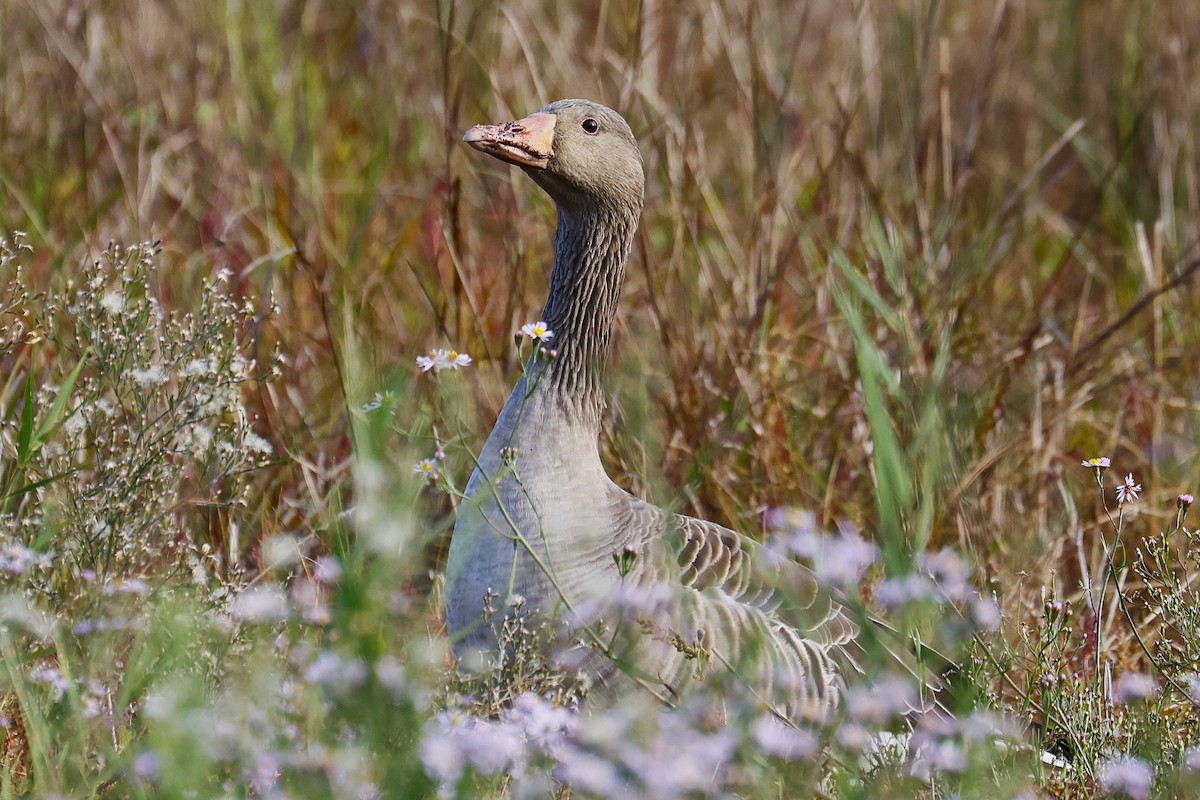 Graylag Goose - ML643355798