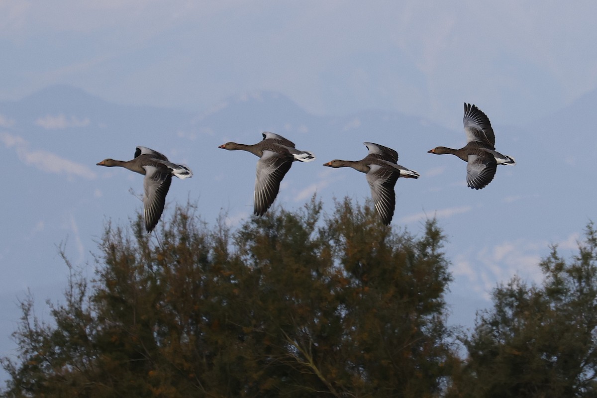 Graylag Goose - ML643355805