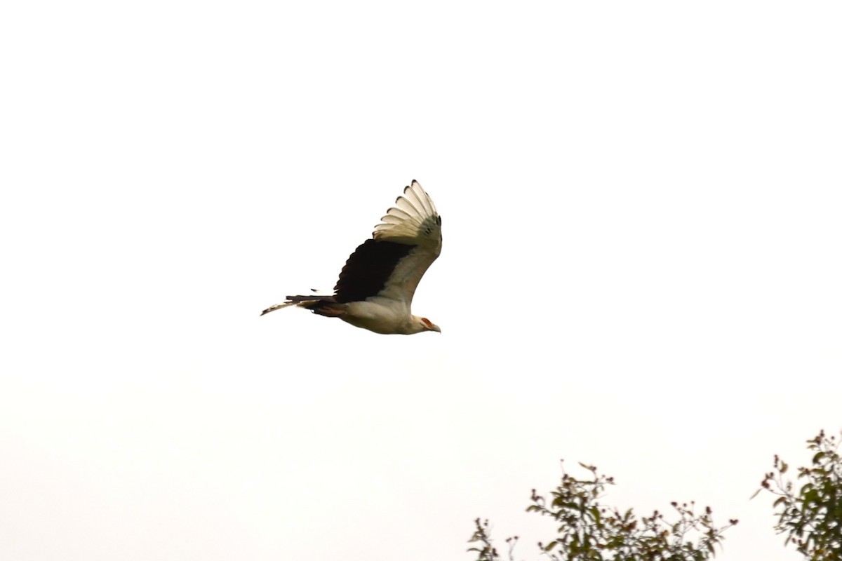 Palm-nut Vulture - ML643355823