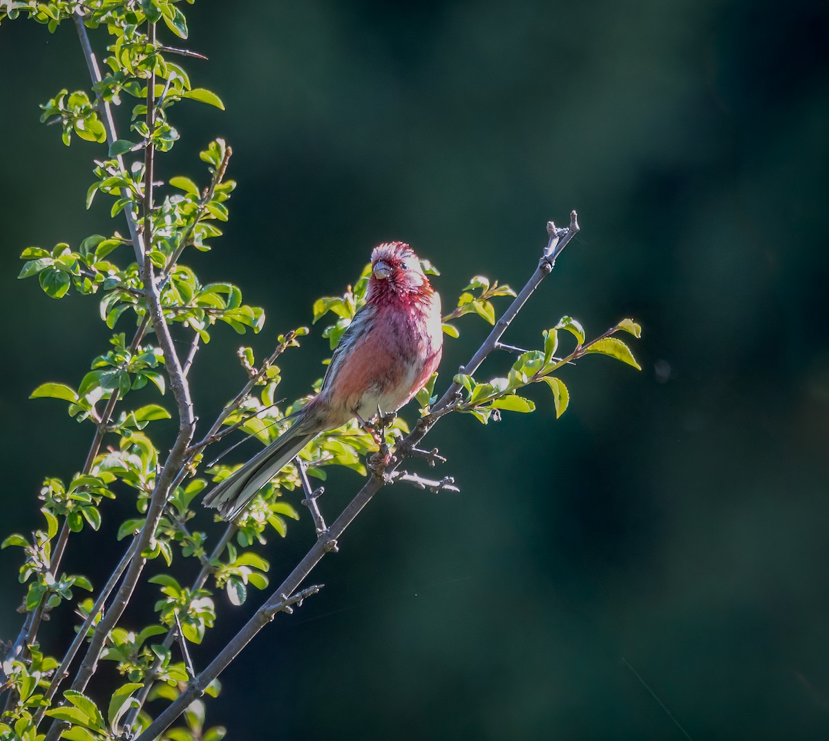 Long-tailed Rosefinch (Chinese) - ML643355888