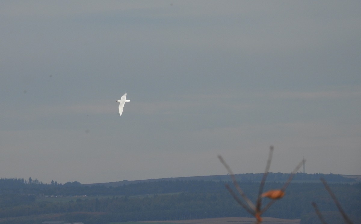 Mediterranean Gull - ML643355902