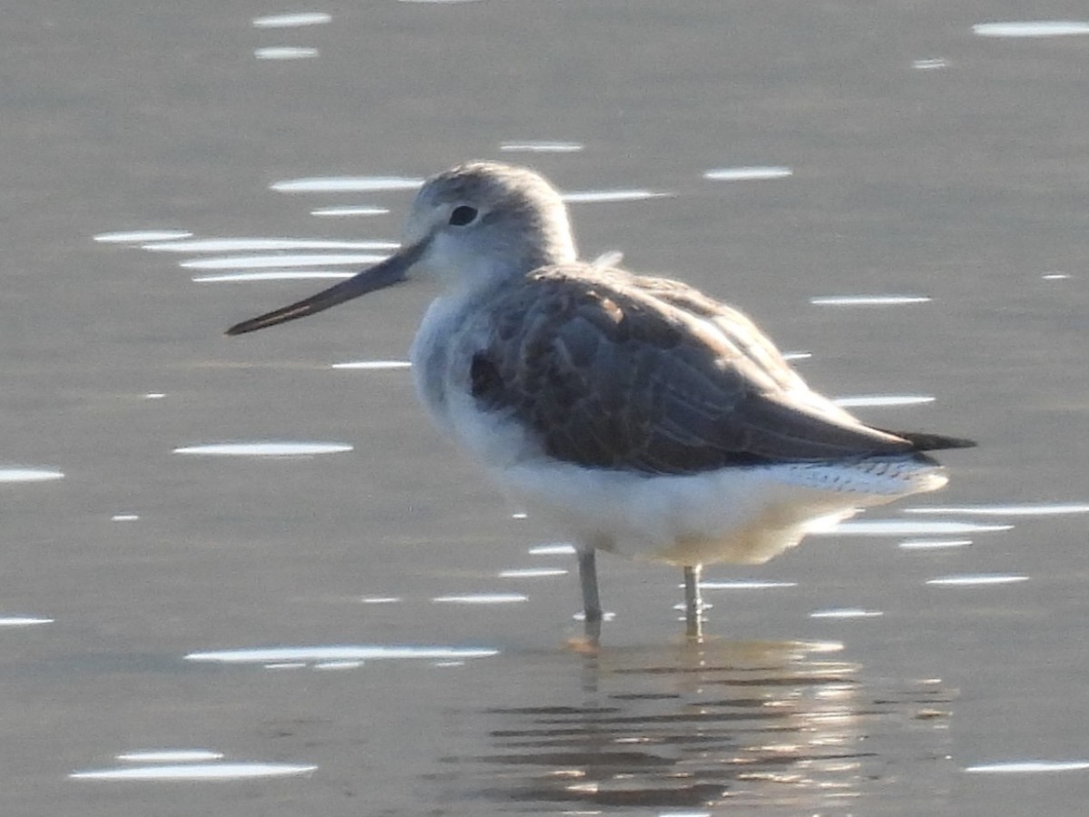 Common Greenshank - ML643355924