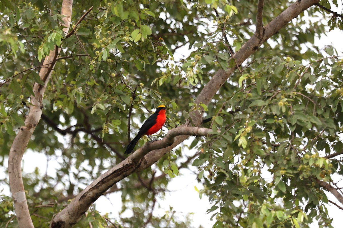 Bubú Coronigualdo - ML643355931
