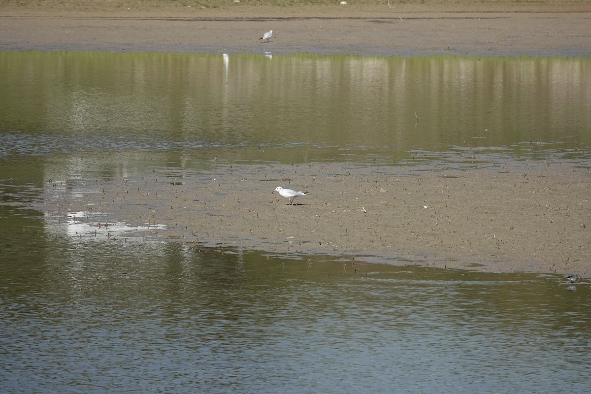 Хүрэн толгойт цахлай - ML643355933