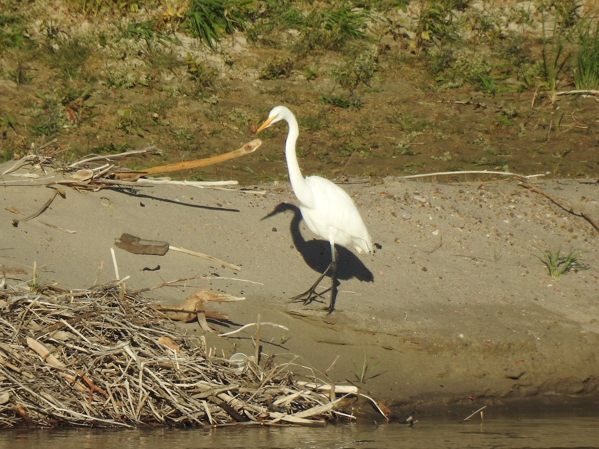 Great Egret - ML643355942