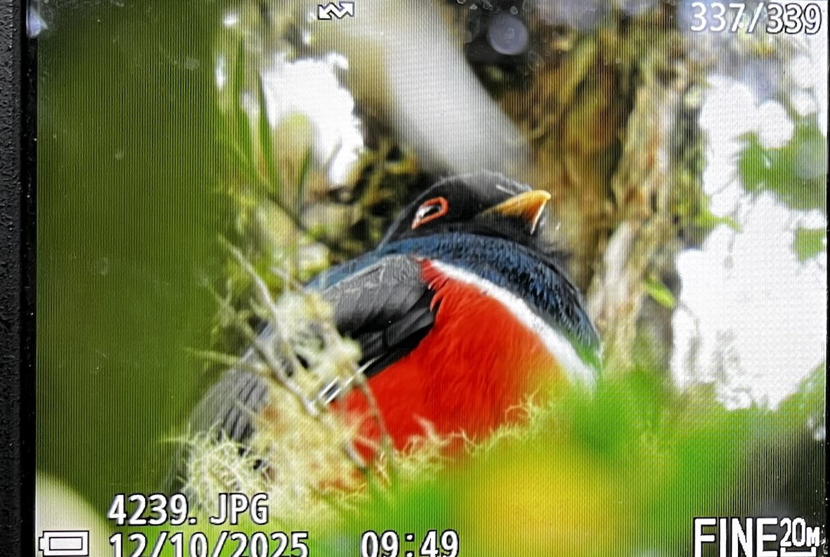 Трогон масковий - ML643355957