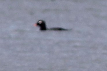 White-winged Scoter - ML643355958