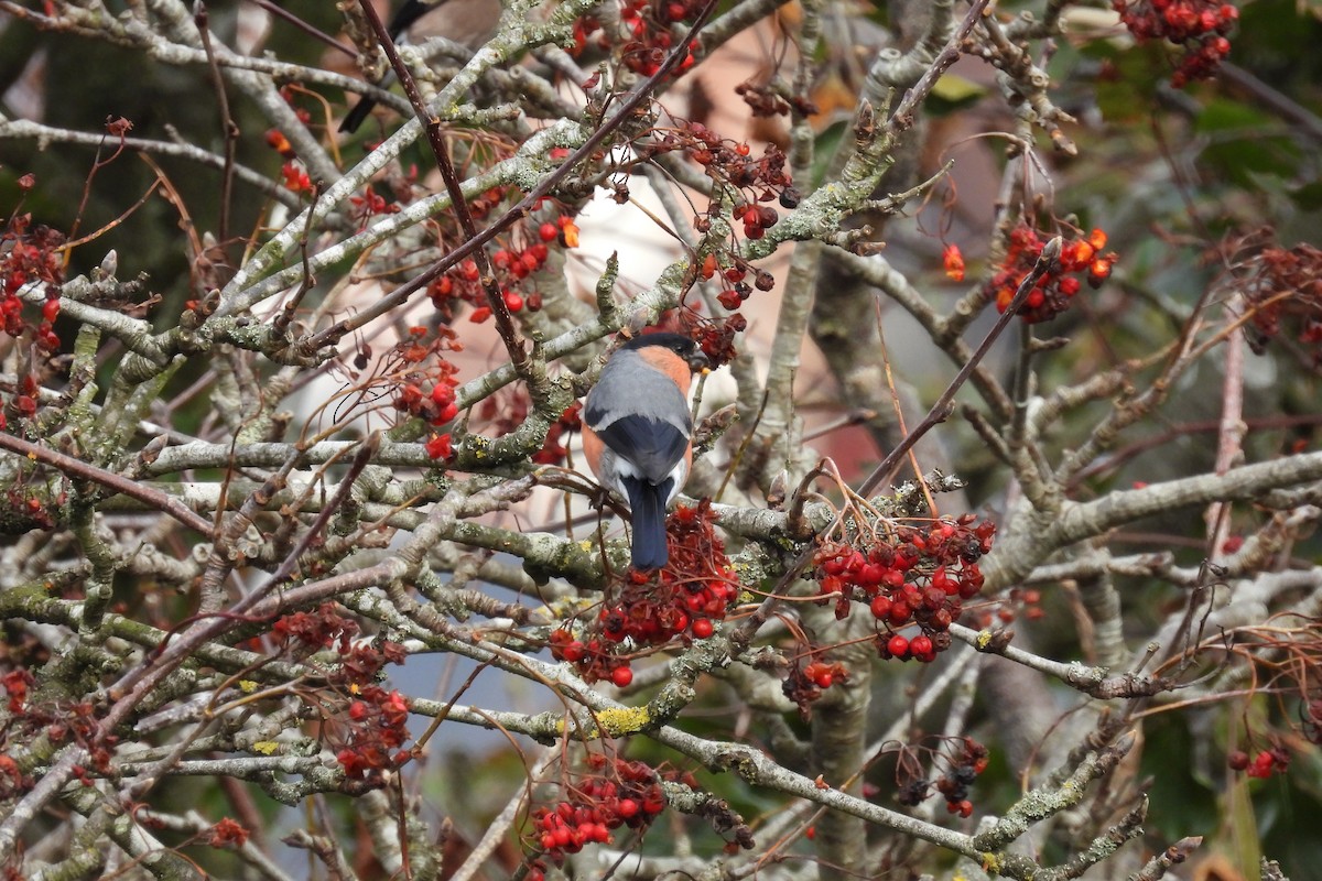 Eurasian Bullfinch - ML643355970