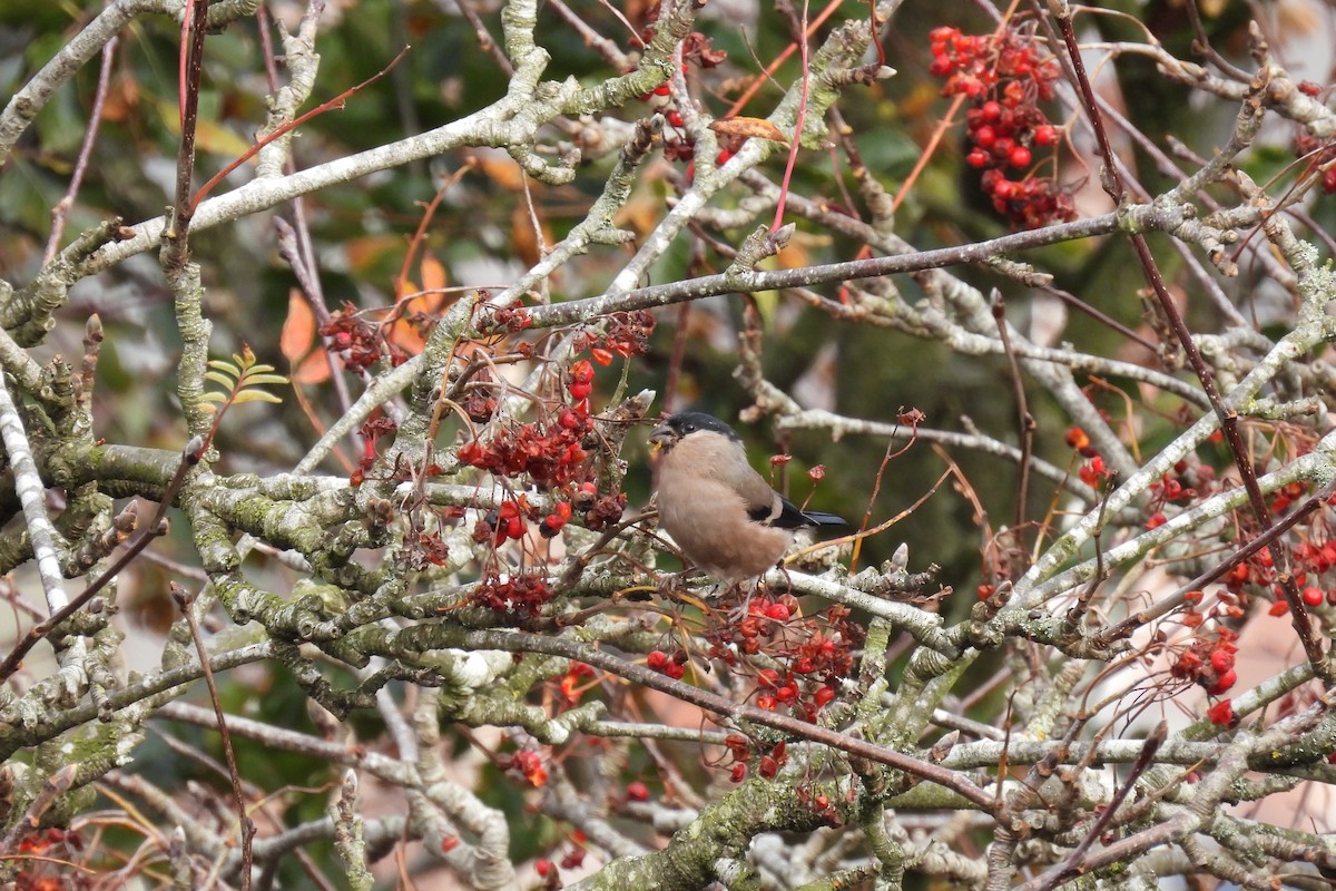 Eurasian Bullfinch - ML643355971