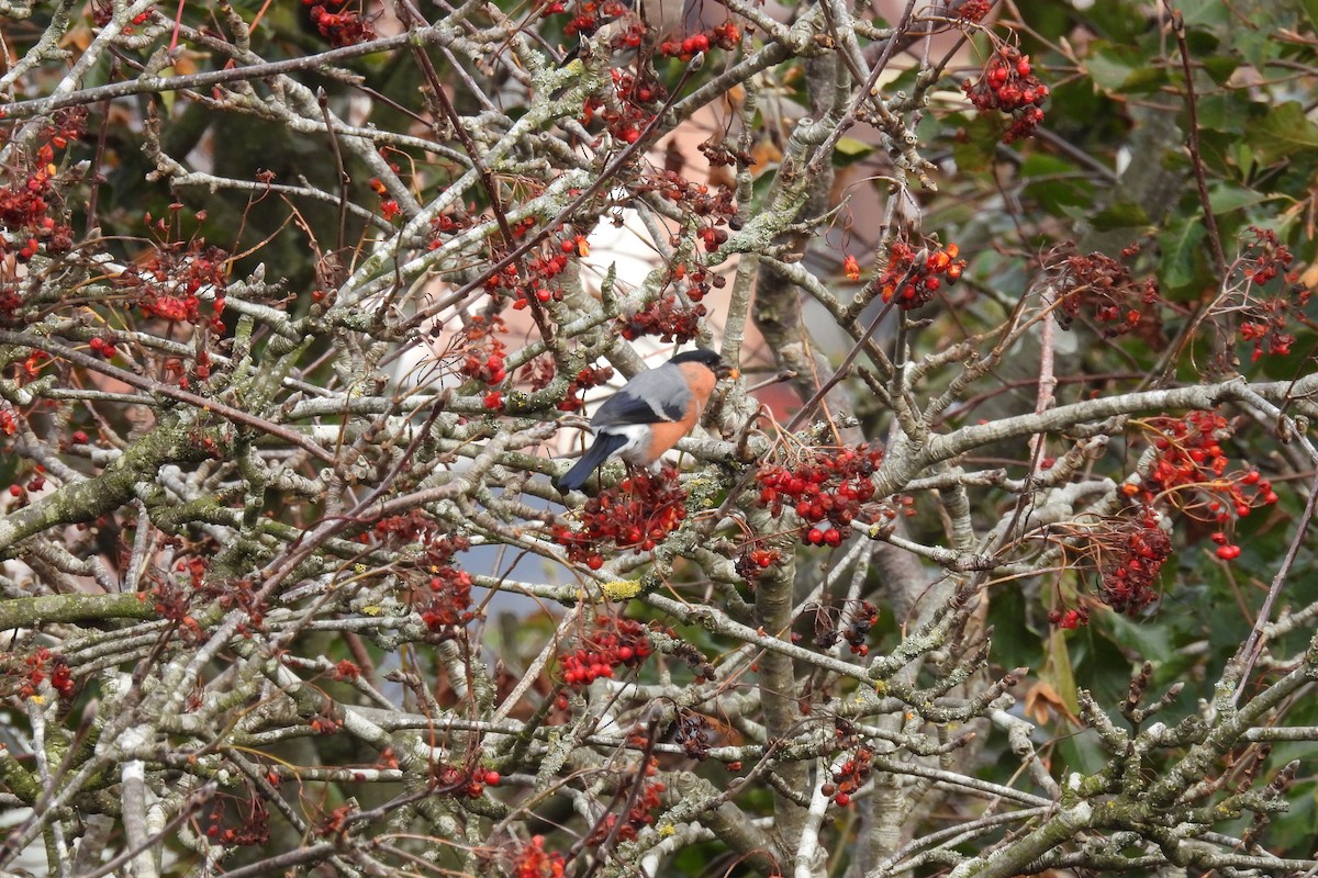 Eurasian Bullfinch - ML643355972